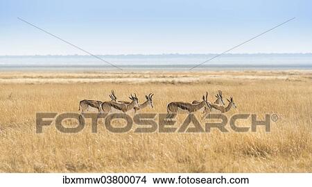Picture - "Herd of Springboks (Antidorcas marsupialis) in the grasslands, Etosha National Park, Namibia, Africa". Fotosearch