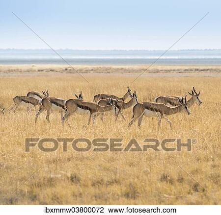 "Herd of Springboks (Antidorcas marsupialis) in the grasslands, Etosha National Park, Namibia, Africa" View Large Photo Image Stock Image - "Herd of Springboks (Antidorcas marsupialis) in the grasslands, Etosha National Park, Namibia, Africa". Fotosearch