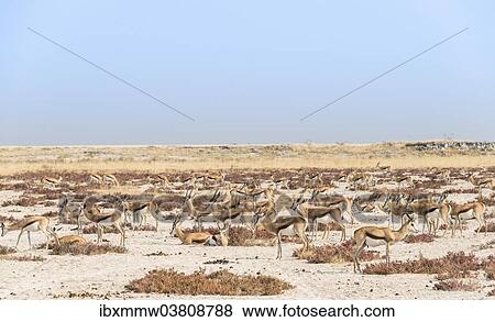 "Herd of springboks (Antidorcas marsupialis), Etosha National Park, Namibia, Africa" View Large Photo Image Stock Photo - "Herd of springboks (Antidorcas marsupialis), Etosha National Park, Namibia, Africa". Fotosearch