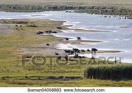 "Herd of water buffalo (Bubalus arnee), National Park Lake Neusiedl, Seewinkel, Illmitz, Northern Burgenland, Burgenland, Austria, Europe" View Large Photo Image Stock Image - "Herd of water buffalo (Bubalus arnee), National Park Lake Neusiedl, Seewinkel, Illmitz, Northern Burgenland, Burgenland, Austria, Europe". Fotosearch