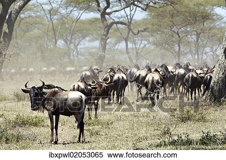 "Herd of Wildebeest (Connochaetes taurinus), Serengeti, Tanzania, Africa" View Large Photo Image Stock Photography - "Herd of Wildebeest (Connochaetes taurinus), Serengeti, Tanzania, Africa". Fotosearch