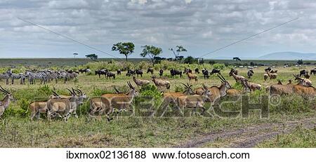 "Herds of Eland Antelopes (Taurotragus oryx), Zebras (Equus quagga) and Blue Wildebeest (Connochaetes taurinus), Masai Mara National Reserve, Kenya, East Africa, Africa, PublicGround, Africa" View Large Photo Image Stock Photo - "Herds of Eland Antelopes (Taurotragus oryx), Zebras (Equus quagga) and Blue Wildebeest (Connochaetes taurinus), Masai Mara National Reserve, Kenya, East Africa, Africa, PublicGround, Africa". Fotosearch