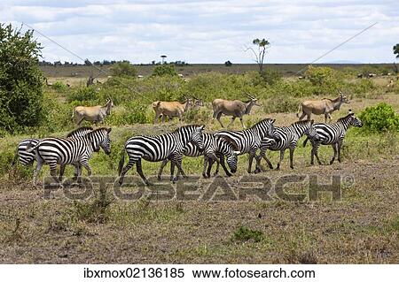 "Herds of Eland Antelopes (Taurotragus oryx) and Zebras (Equus quagga), Masai Mara National Reserve, Kenya, East Africa, Africa, PublicGround, Africa" View Large Photo Image Stock Photography - "Herds of Eland Antelopes (Taurotragus oryx) and Zebras (Equus quagga), Masai Mara National Reserve, Kenya, East Africa, Africa, PublicGround, Africa". Fotosearch