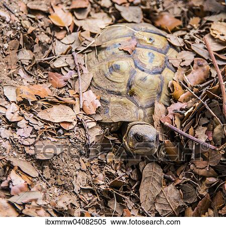 "Hermann tortoise (Testudo hermanni) buried in foliage, Corsica, France, Europe" View Large Photo Image Stock Photography - "Hermann tortoise (Testudo hermanni) buried in foliage, Corsica, France, Europe". Fotosearch