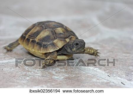"Hermann's tortoise (Testudo hermanni), hatchling" View Large Photo Image Picture - "Hermann's tortoise (Testudo hermanni), hatchling". Fotosearch