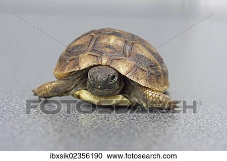 Stock Image - "Hermann's tortoise (Testudo hermanni), hatchling". Fotosearch