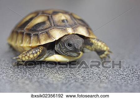 Stock Image - "Hermann's tortoise (Testudo hermanni), hatchling". Fotosearch