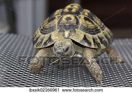 "Hermann's tortoise (Testudo hermanni), adult male" View Large Photo Image Stock Image - "Hermann's tortoise (Testudo hermanni), adult male". Fotosearch