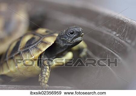 "Hermann's tortoise (Testudo hermanni), juvenile" View Large Photo Image Stock Photo - "Hermann's tortoise (Testudo hermanni), juvenile". Fotosearch