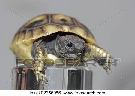"Hermann's tortoise (Testudo hermanni), juvenile" View Large Photo Image Stock Photograph - "Hermann's tortoise (Testudo hermanni), juvenile". Fotosearch