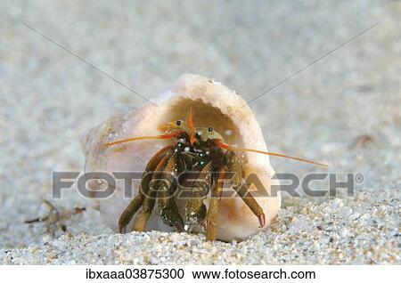 "Hermit Crab (Clibanarius erythropus), Black Sea, Crimea, Russia, Europe" View Large Photo Image Stock Image - "Hermit Crab (Clibanarius erythropus), Black Sea, Crimea, Russia, Europe". Fotosearch