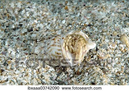 "Hermit Crab (Diogenes pugilator), Black Sea, Crimea, Ukraine, Europe" View Large Photo Image Stock Image - "Hermit Crab (Diogenes pugilator), Black Sea, Crimea, Ukraine, Europe". Fotosearch