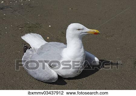 "Herring Gull (Larus argentatus) acting apathetic and having coordination difficulties due to a thiamine deficiency, deficiency through environmental toxins, East Frisian Islands, East Frisia, Lower Saxony, Germany, Europe" View Large Photo Image Stock Image - "Herring Gull (Larus argentatus) acting apathetic and having coordination difficulties due to a thiamine deficiency, deficiency through environmental toxins, East Frisian Islands, East Frisia, Lower Saxony, Germany, Europe". Fotosearch