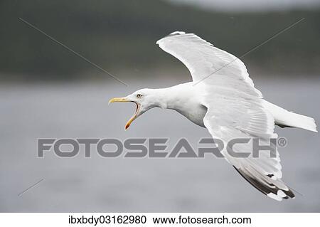 "Herring Gull (Larus argentatus) flying with an open beak, calling, Lauvsnes, Flatanger, Nord-Trondelag, Trondelag, Norway, Europe" View Large Photo Image Stock Image - "Herring Gull (Larus argentatus) flying with an open beak, calling, Lauvsnes, Flatanger, Nord-Trondelag, Trondelag, Norway, Europe". Fotosearch