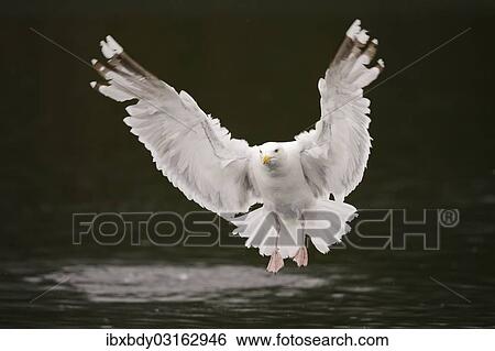 "Herring Gull (Larus argentatus) flying above water, Lauvsnes, Flatanger, Nord-Trondelag, Trondelag, Norway, Europe" View Large Photo Image Stock Photograph - "Herring Gull (Larus argentatus) flying above water, Lauvsnes, Flatanger, Nord-Trondelag, Trondelag, Norway, Europe". Fotosearch