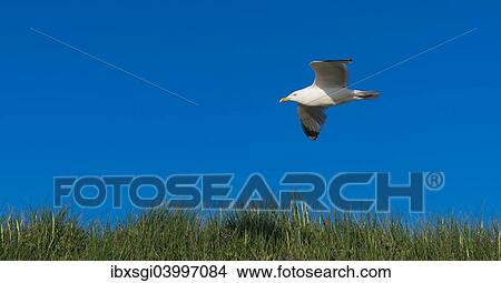 "Herring Gull (Larus argentatus) in flight over a dune, Sylt, Schleswig-Holstein, Germany, Europe" View Large Photo Image Picture - "Herring Gull (Larus argentatus) in flight over a dune, Sylt, Schleswig-Holstein, Germany, Europe". Fotosearch