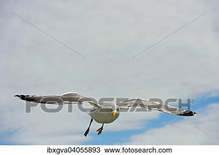 Stock Image - "Herring Gull (Larus argentatus), in flight". Fotosearch