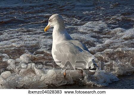 "Herring Gull (Larus argentatus) in shallow water on the beach, Baltic Sea, Mecklenburg-Western Pomerania, Germany, Europe" View Large Photo Image Stock Image - "Herring Gull (Larus argentatus) in shallow water on the beach, Baltic Sea, Mecklenburg-Western Pomerania, Germany, Europe". Fotosearch