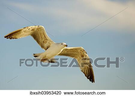 Herring Gull (Larus argentatus) in flight View Large Photo Image Stock Image - Herring Gull (Larus argentatus) in flight. Fotosearch