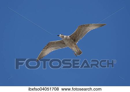 Stock Photo - "Herring Gull (Larus argentatus), in flight, juvenile, Mecklenburg-Western Pomerania, Germany, Europe". Fotosearch