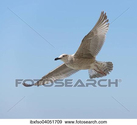 Stock Photo - "Herring Gull (Larus argentatus), in flight, juvenile, Mecklenburg-Western Pomerania, Germany, Europe". Fotosearch