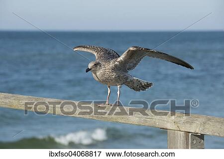 Stock Photo - "Herring Gull (Larus argentatus), in juvenile plumage, perched on a handrail, Mecklenburg-Western Pomerania, Germany, Europe". Fotosearch
