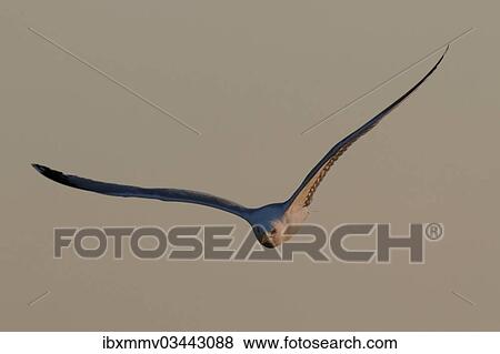 "Herring Gull (Larus argentatus) in flight, East Frisian Islands, East Frisia, Lower Saxony, Germany, Europe" View Large Photo Image Stock Photo - "Herring Gull (Larus argentatus) in flight, East Frisian Islands, East Frisia, Lower Saxony, Germany, Europe". Fotosearch