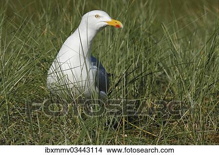"Herring Gull (Larus argentatus) in the breeding habitat, East Frisian Islands, East Frisia, Lower Saxony, Germany, Europe" View Large Photo Image Picture - "Herring Gull (Larus argentatus) in the breeding habitat, East Frisian Islands, East Frisia, Lower Saxony, Germany, Europe". Fotosearch