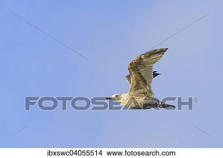 "Herring Gull (Larus argentatus), juvenile, in flight, Heligoland, Schleswig-Holstein, Germany, Europe" View Large Photo Image Picture - "Herring Gull (Larus argentatus), juvenile, in flight, Heligoland, Schleswig-Holstein, Germany, Europe". Fotosearch