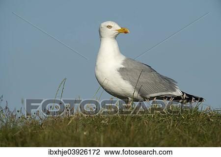 "Herring Gull (Larus argentatus), Texel, West Frisian Islands, province of North Holland, Holland, The Netherlands, Europe" View Large Photo Image Stock Image - "Herring Gull (Larus argentatus), Texel, West Frisian Islands, province of North Holland, Holland, The Netherlands, Europe". Fotosearch