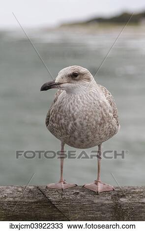 Stock Image - "Herring Gull (Larus argentatus), Baltic Sea, Zingst, Mecklenburg-Western Pomerania, Germany, Europe". Fotosearch
