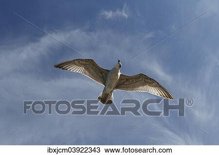 "Herring Gull (Larus argentatus), Baltic Sea, Zingst, Mecklenburg-Western Pomerania, Germany, Europe" View Large Photo Image Stock Image - "Herring Gull (Larus argentatus), Baltic Sea, Zingst, Mecklenburg-Western Pomerania, Germany, Europe". Fotosearch