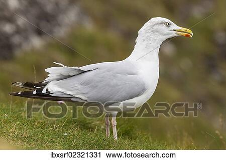 Stock Image - "Herring gull (Larus argentatus), Dingle Peninsula, County Kerry, Ireland, Europe". Fotosearch
