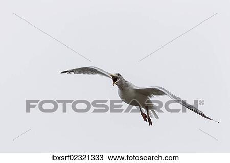Stock Image - "Herring gull (Larus argentatus), Dingle Peninsula, County Kerry, Ireland, Europe". Fotosearch