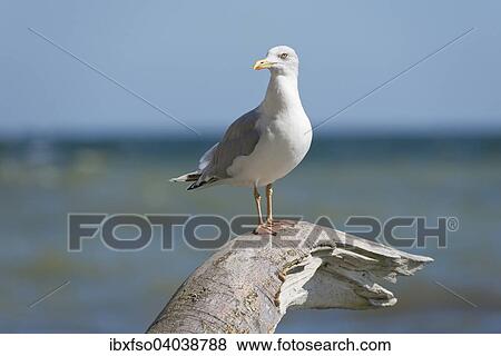 "Herring Gull (Larus argentatus), Rugen, Mecklenburg-Western Pomerania, Germany, Europe" View Large Photo Image Stock Photo - "Herring Gull (Larus argentatus), Rugen, Mecklenburg-Western Pomerania, Germany, Europe". Fotosearch