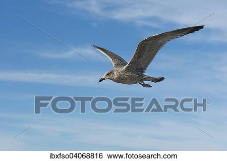"Herring Gull (Larus argentatus), juvenile plumage, in flight, Mecklenburg-Western Pomerania, Germany, Europe" View Large Photo Image Stock Photograph - "Herring Gull (Larus argentatus), juvenile plumage, in flight, Mecklenburg-Western Pomerania, Germany, Europe". Fotosearch