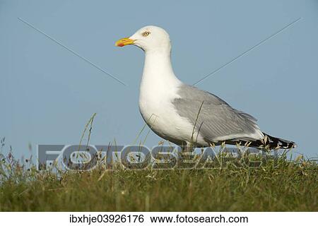 "Herring Gull (Larus argentatus), Texel, West Frisian Islands, province of North Holland, Holland, The Netherlands, Europe" View Large Photo Image Stock Photograph - "Herring Gull (Larus argentatus), Texel, West Frisian Islands, province of North Holland, Holland, The Netherlands, Europe". Fotosearch