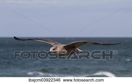 Stock Photograph - "Herring Gull (Larus argentatus), Baltic Sea, Zingst, Mecklenburg-Western Pomerania, Germany, Europe". Fotosearch