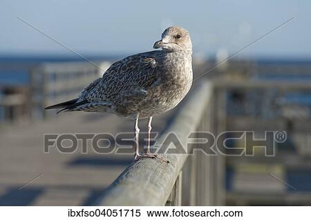 "Herring Gull (Larus argentatus), juvenile, perched on the railing of Prerow Pier, Mecklenburg-Western Pomerania, Germany, Europe" View Large Photo Image Stock Photography - "Herring Gull (Larus argentatus), juvenile, perched on the railing of Prerow Pier, Mecklenburg-Western Pomerania, Germany, Europe". Fotosearch