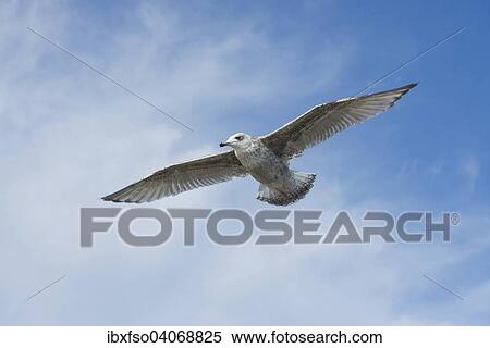 "Herring Gull (Larus argentatus), juvenile plumage, in flight, Mecklenburg-Western Pomerania, Germany, Europe" View Large Photo Image Stock Photography - "Herring Gull (Larus argentatus), juvenile plumage, in flight, Mecklenburg-Western Pomerania, Germany, Europe". Fotosearch