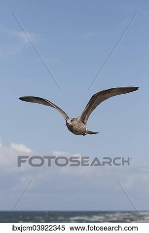 "Herring Gull (Larus argentatus), Baltic Sea, Zingst, Mecklenburg-Western Pomerania, Germany, Europe" View Large Photo Image Stock Photography - "Herring Gull (Larus argentatus), Baltic Sea, Zingst, Mecklenburg-Western Pomerania, Germany, Europe". Fotosearch