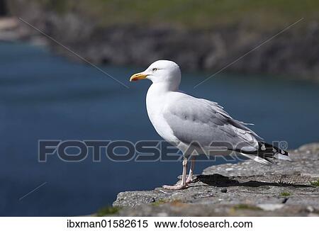 "Herring gull (Larus argentatus), Ireland, British Isles, Europe" View Large Photo Image Stock Photography - "Herring gull (Larus argentatus), Ireland, British Isles, Europe". Fotosearch