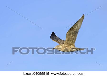"Herring Gull (Larus argentatus), juvenile, in flight, Heligoland, Schleswig-Holstein, Germany, Europe" View Large Photo Image Stock Photography - "Herring Gull (Larus argentatus), juvenile, in flight, Heligoland, Schleswig-Holstein, Germany, Europe". Fotosearch