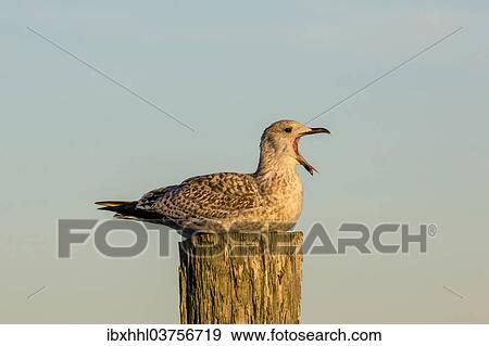"Herring Gull or European Herring Gull (Larus argentatus), juvenile, perched on a post, Trent, Rugen, Mecklenburg-Western Pomerania, Germany, Europe" View Large Photo Image Stock Photo - "Herring Gull or European Herring Gull (Larus argentatus), juvenile, perched on a post, Trent, Rugen, Mecklenburg-Western Pomerania, Germany, Europe". Fotosearch