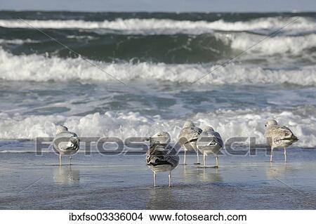 "Herring gulls (Larus argentatus) on a Baltic Sea beach, Mecklenburg-Western Pomerania, Germany, Europe" View Large Photo Image Picture - "Herring gulls (Larus argentatus) on a Baltic Sea beach, Mecklenburg-Western Pomerania, Germany, Europe". Fotosearch