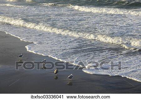 "Herring gulls (Larus argentatus) on a Baltic Sea beach, Mecklenburg-Western Pomerania, Germany, Europe" View Large Photo Image Stock Image - "Herring gulls (Larus argentatus) on a Baltic Sea beach, Mecklenburg-Western Pomerania, Germany, Europe". Fotosearch