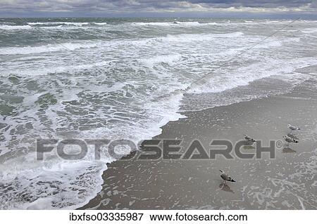 "Herring gulls (Larus argentatus) on a Baltic Sea beach, Mecklenburg-Western Pomerania, Germany, Europe" View Large Photo Image Stock Photo - "Herring gulls (Larus argentatus) on a Baltic Sea beach, Mecklenburg-Western Pomerania, Germany, Europe". Fotosearch