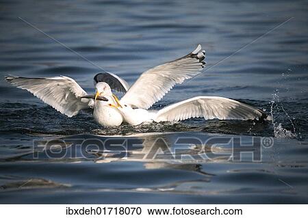 "Herring gulls (Larus argentatus), fighting over fish, Mecklenburg-Western Pomerania, Germany, Europe" View Large Photo Image Stock Image - "Herring gulls (Larus argentatus), fighting over fish, Mecklenburg-Western Pomerania, Germany, Europe". Fotosearch