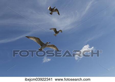 Stock Image - "Herring Gulls (Larus argentatus), Baltic Sea, Zingst, Mecklenburg-Western Pomerania, Germany, Europe". Fotosearch