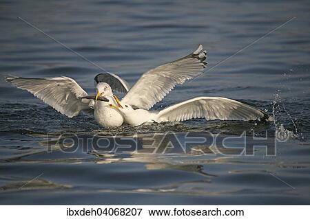 "Herring Gulls (Larus argentatus) fighting over a fish, Mecklenburg-Western Pomerania, Germany, Europe" View Large Photo Image Stock Photo - "Herring Gulls (Larus argentatus) fighting over a fish, Mecklenburg-Western Pomerania, Germany, Europe". Fotosearch